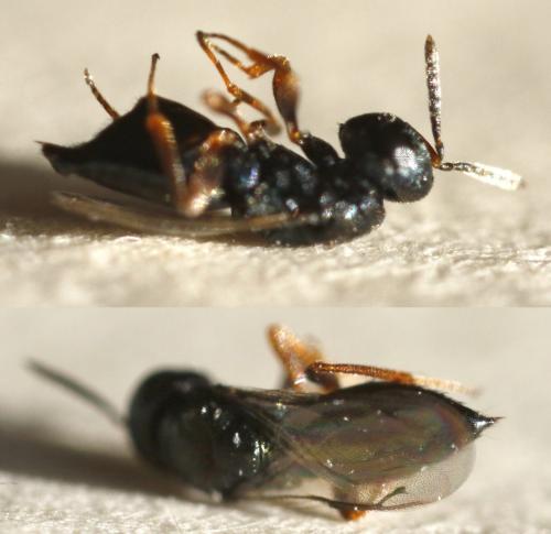 Lariophagus distinguendus